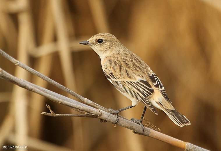       Eastern Stonechat  Saxicola  variegata / armenica .          the Btecha  Israel,November 2012 , Lior Kislev     